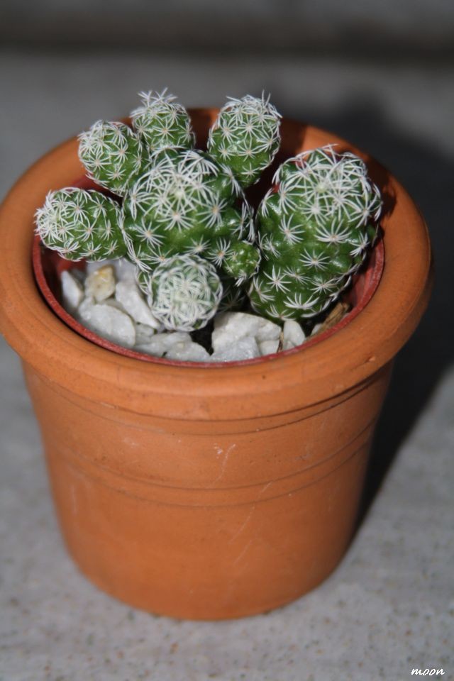 Mammillaria gracilis